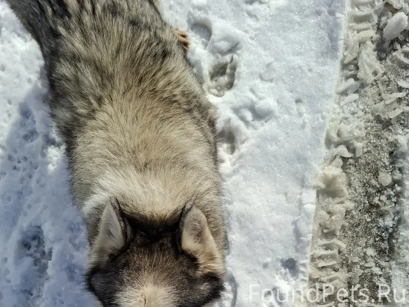 Найден хаски, девочка, Коломна, Щурово