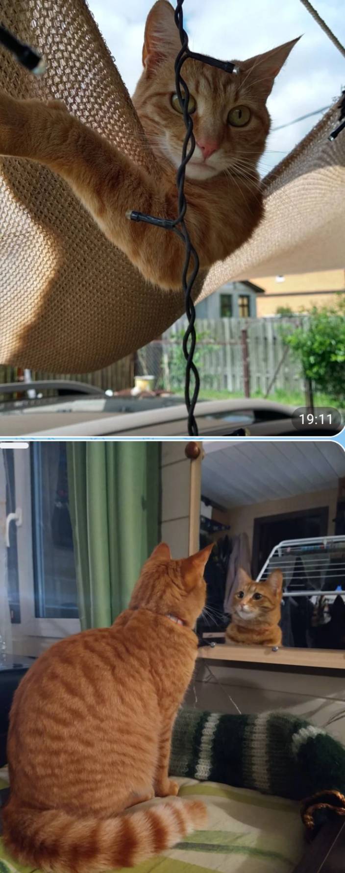 Пропал рыжий кот