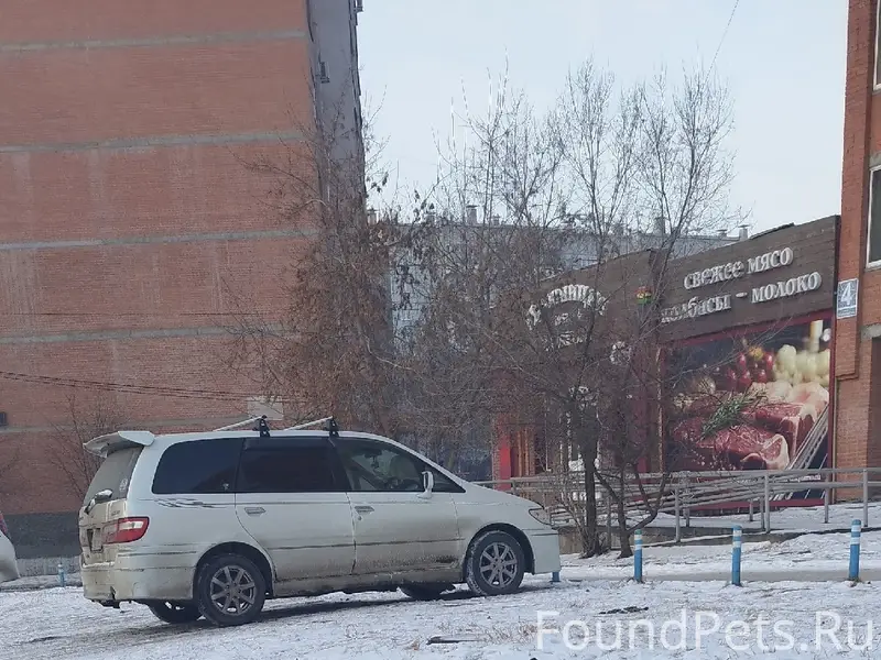 Пропал кобель немецкая овчарка, Октябрьский район