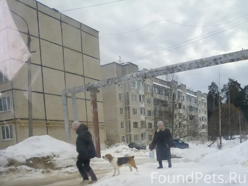 Найден пёс, Коммунистическая улица