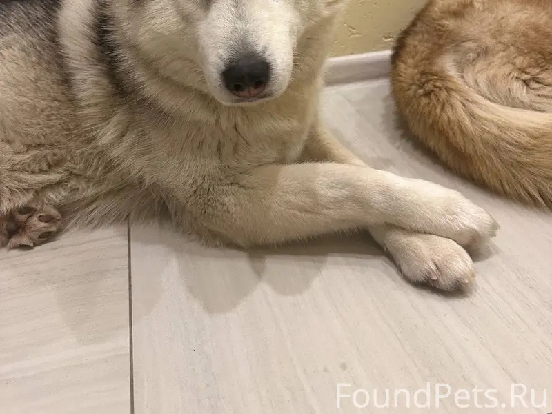 Пропала собака Венди, Глушанки/Криволувье