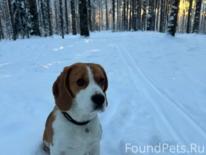 Пропал Бигль Лаки, новый район