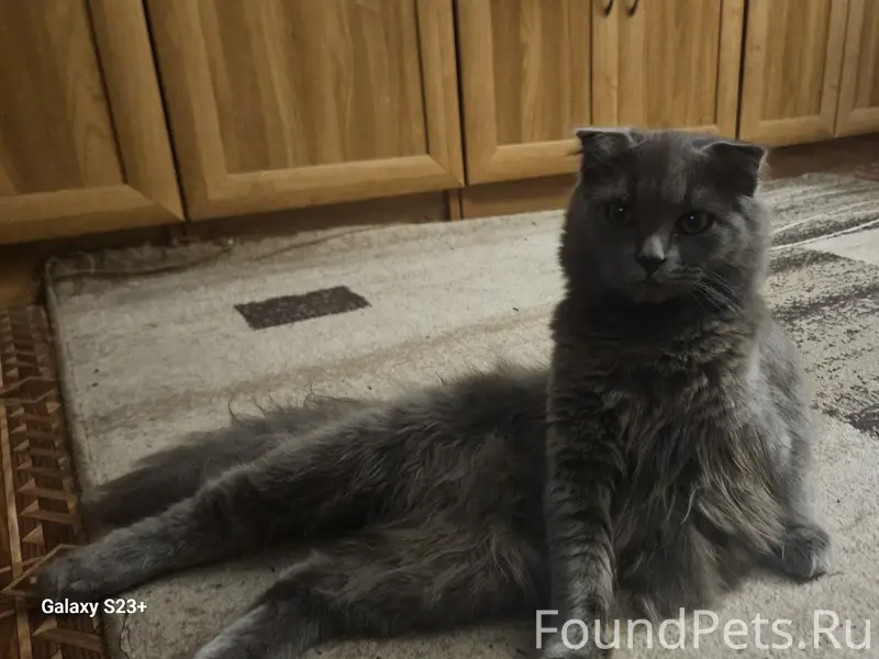 Пропал домашний кот, серый, ласковый