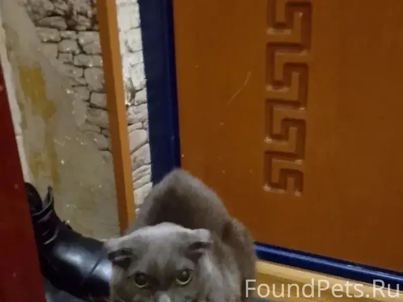 Найден кот, Дзержинский район