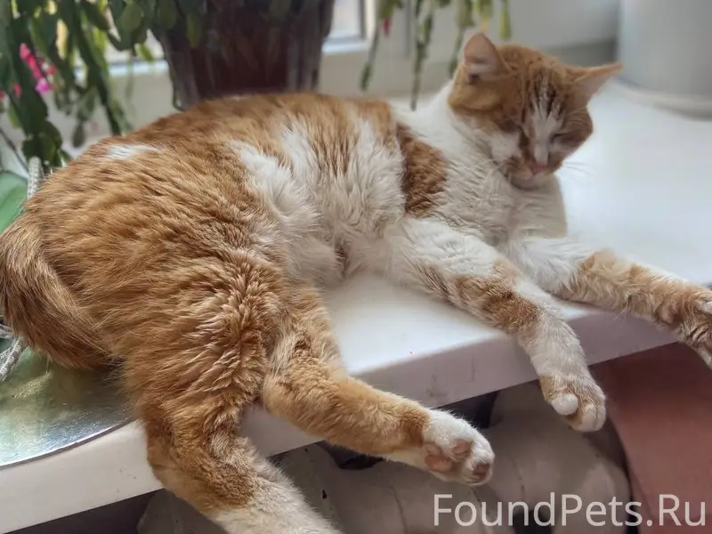 Пропал кот Коржик, Проспект Победы