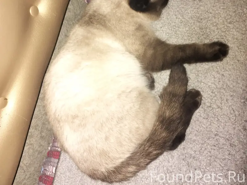 Пропал метис шотландца Стёпа, деревня Образцово