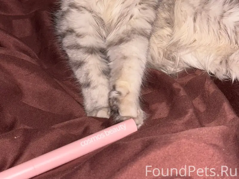 Пропала кошка, район сбера