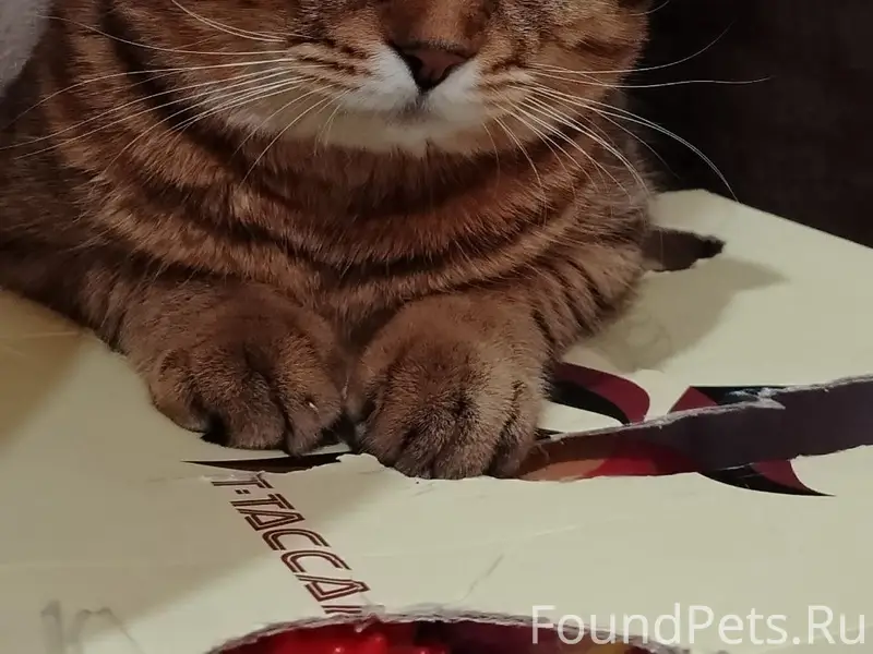 Пропал кот, вознаграждение за возврат