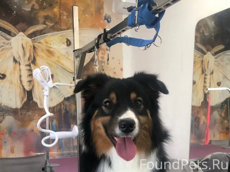 Пропал кобель, улица Тимирязева