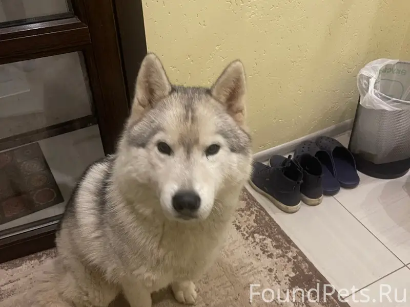 Пропала собака Венди, пролёт Глушанки/Криволучье