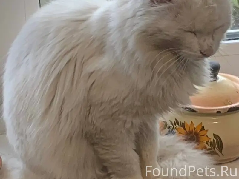 Пропал белый кот, пос. Косогорный