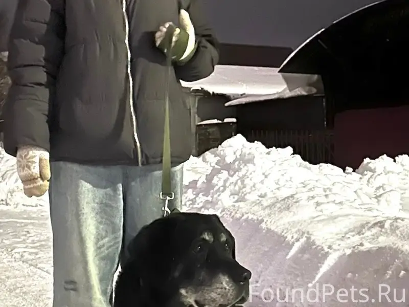 Пропал лабрадор Граф, р-н. Западный