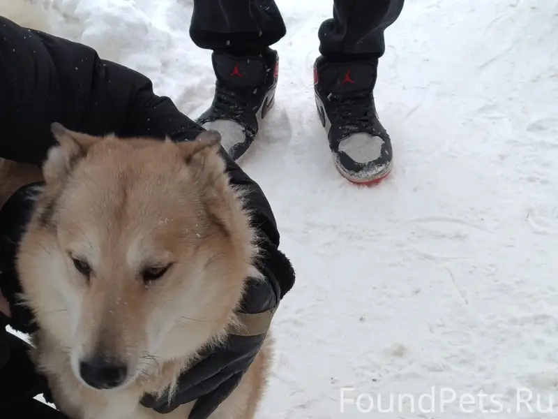 Найдена собака, Новоуральск, приют Джим