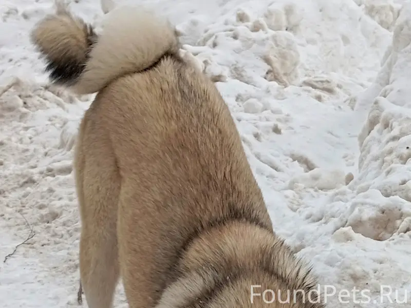 Найден пёс, обратитесь за подробностями