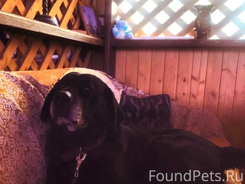 Пропал лабрадор Граф, р-н. Западный