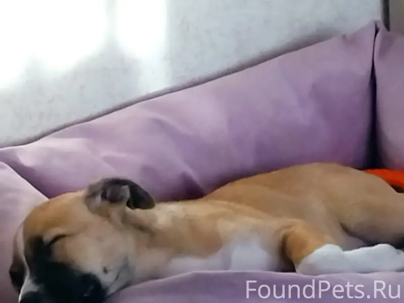 Пропала собака, д. Журавлёва