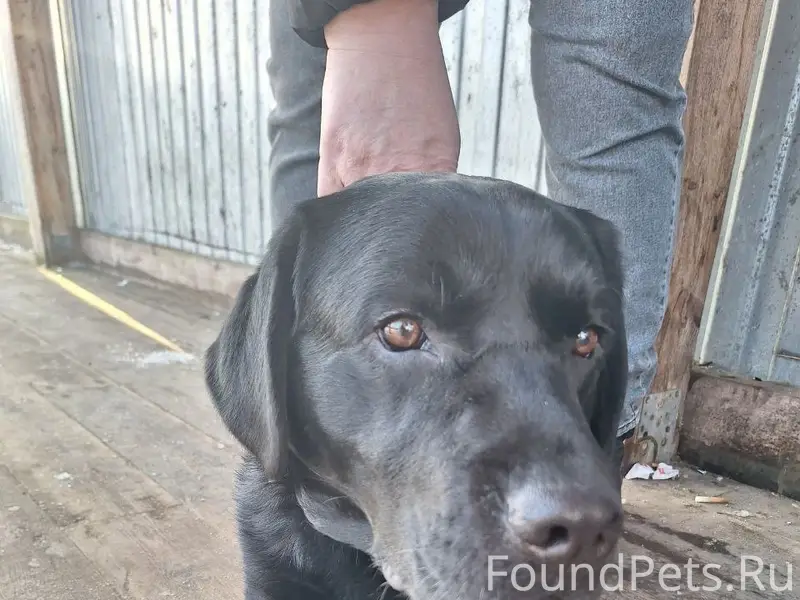 Найден лабрадор, станция МЦД Подрезково