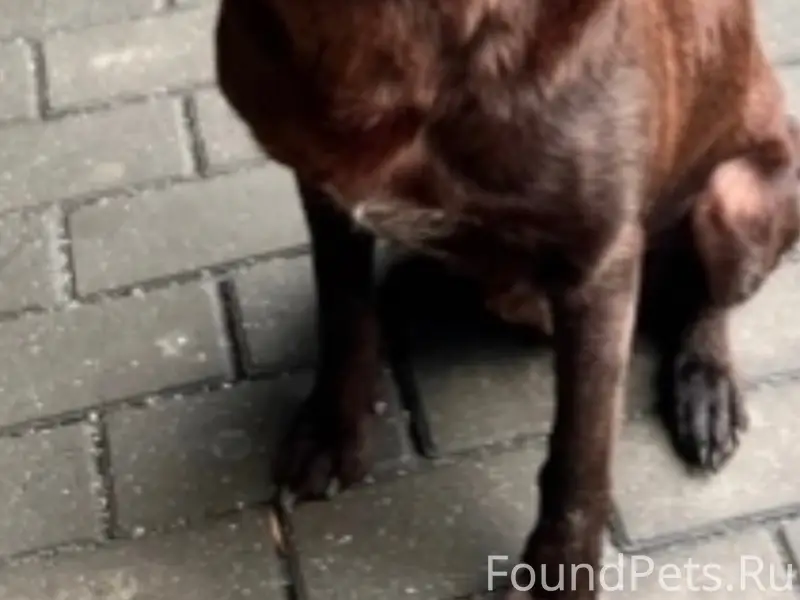 Найдена собака (Курцхаар), район Парка Калинина