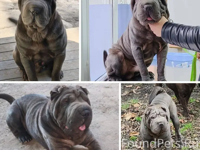 Пропал шарпей Рич, Таганрог