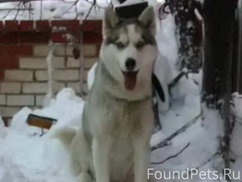 Пропала собака, свяжитесь по телефону