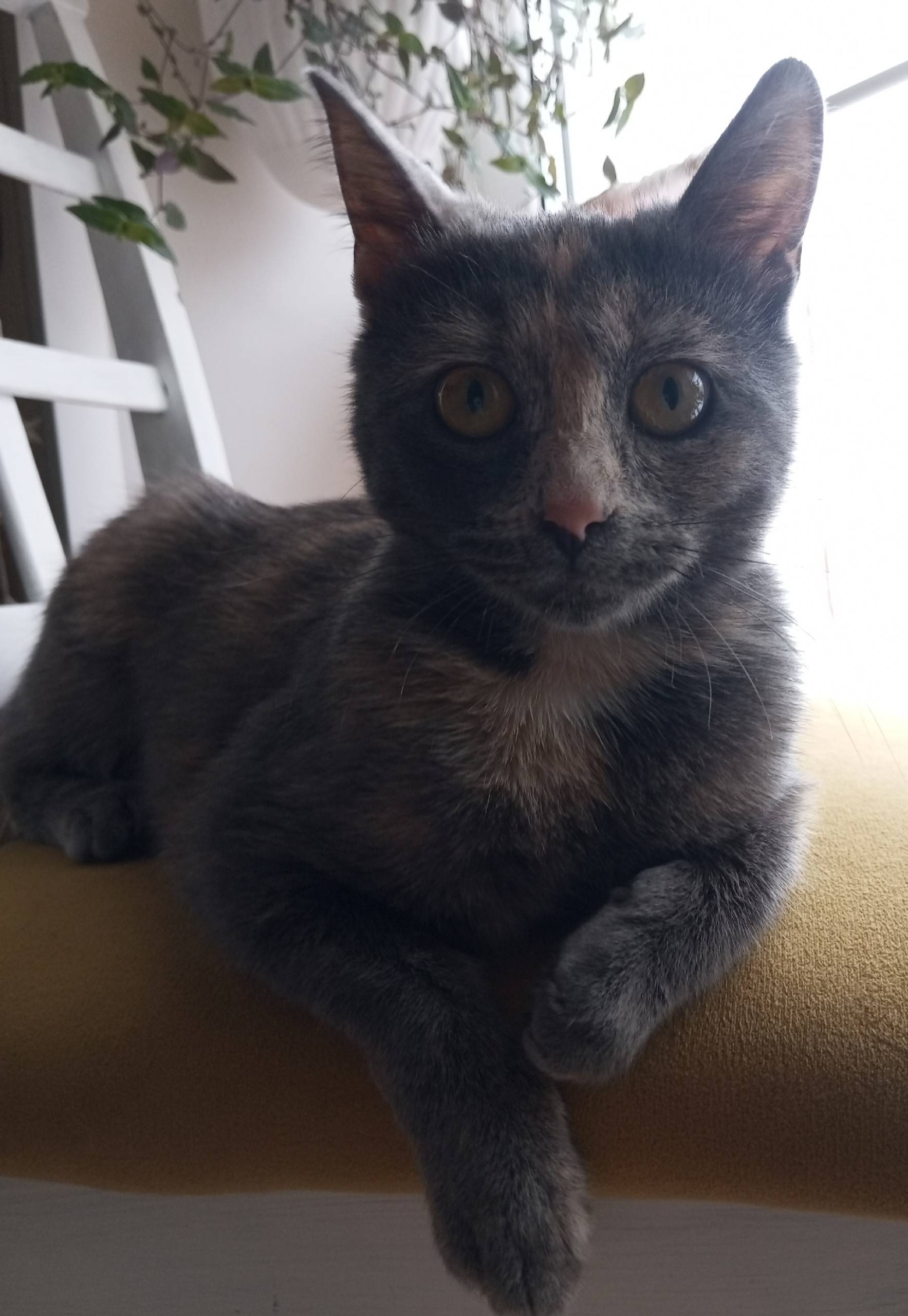 Найдена кошка Элечка, Кашира