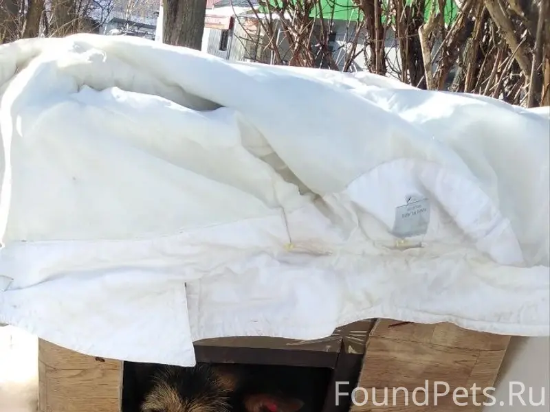 Пропала собака Люба, Приокский район