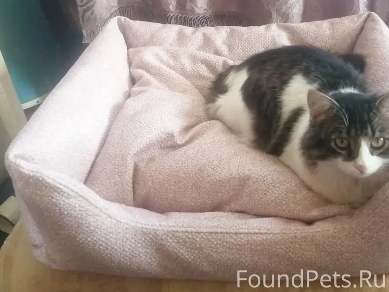 Пропал кот Макс, район улиц Больничная и Пугачевская