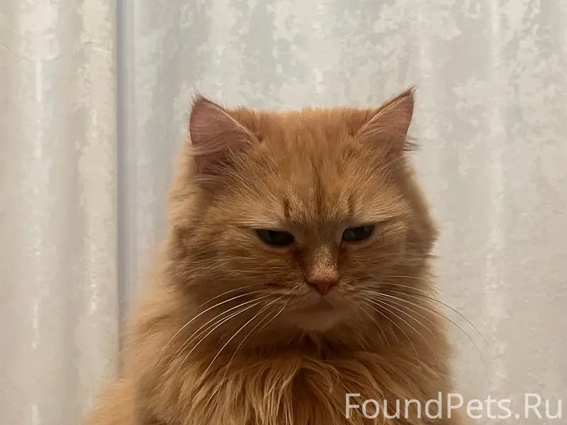 Пропала кошка Мика, ул. Бирюзова