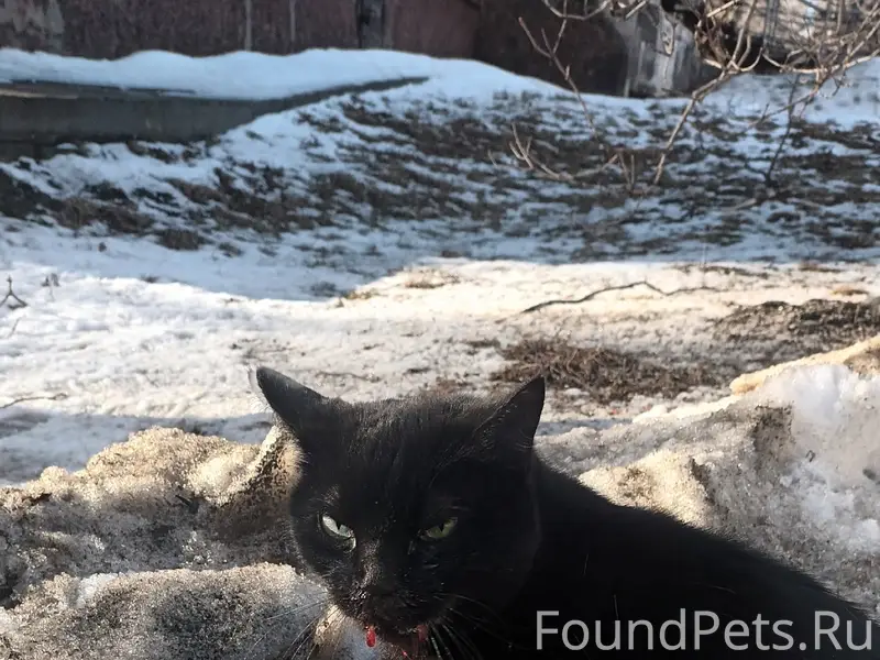 Найдена кошка, Петрозаводск, улица Ленинградская
