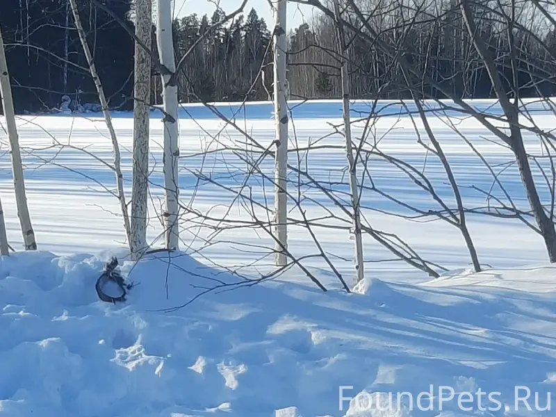 Найден пёс, Пермский край, с. Зернино