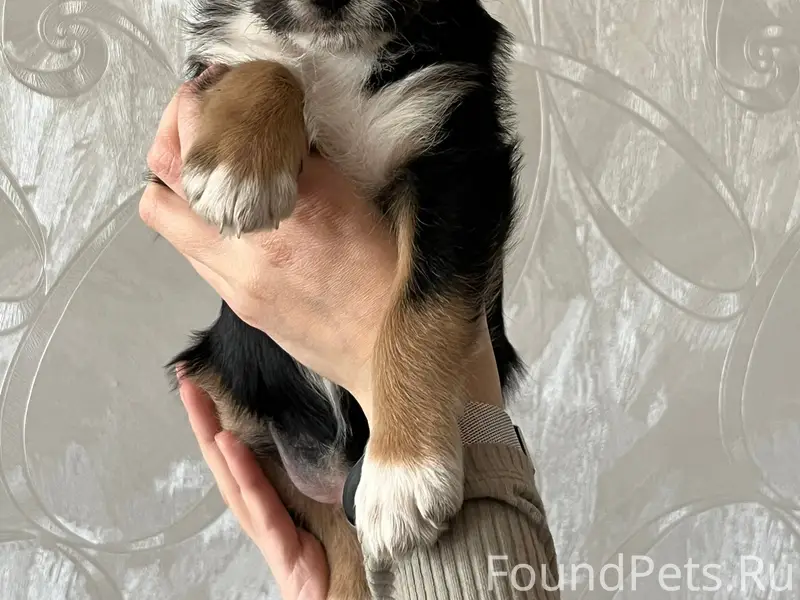 Найден щенок, Улан-Удэ