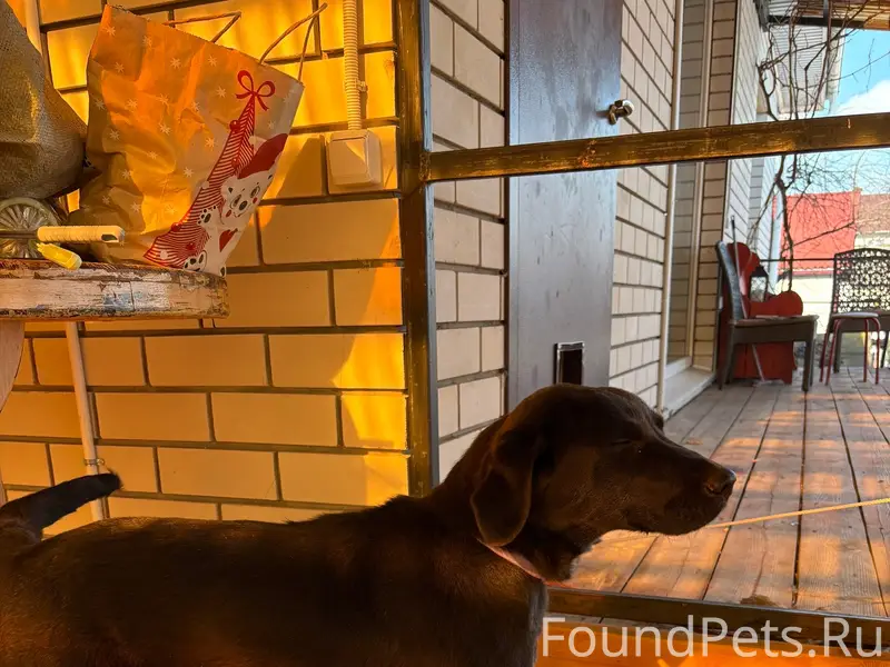 Найден лабрадор (подросток), ул. Свободы