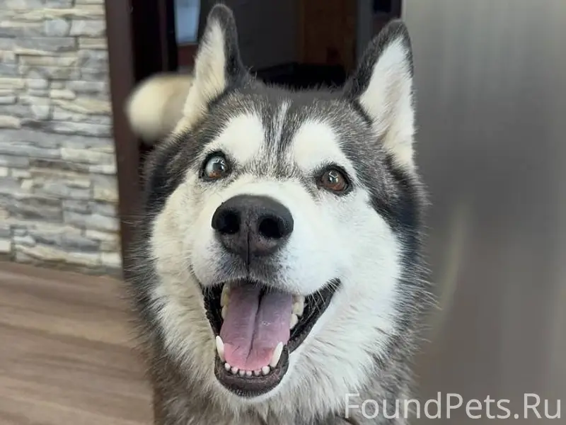 Пропала сибирский хаски Дана, Демский район г. Уфы