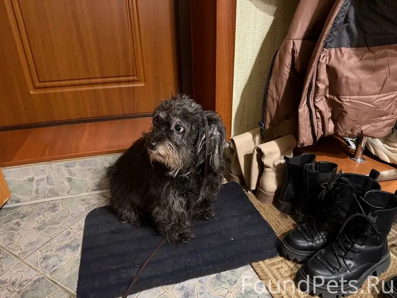 Найден тип собака, Маяковского, 9