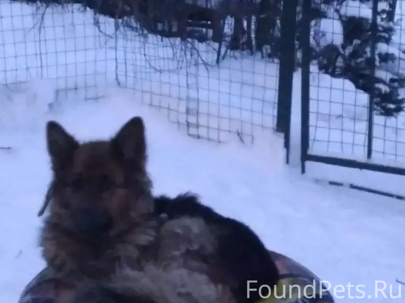 Пропала собака Лайма, Болшево