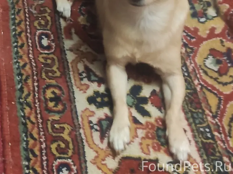 Пропала тойтерьер Боня, центр города