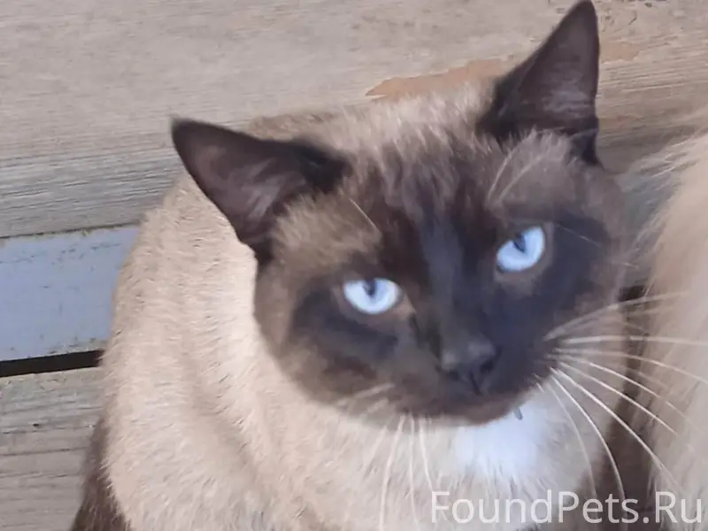 Пропал кот Мурзик, Центральная 15