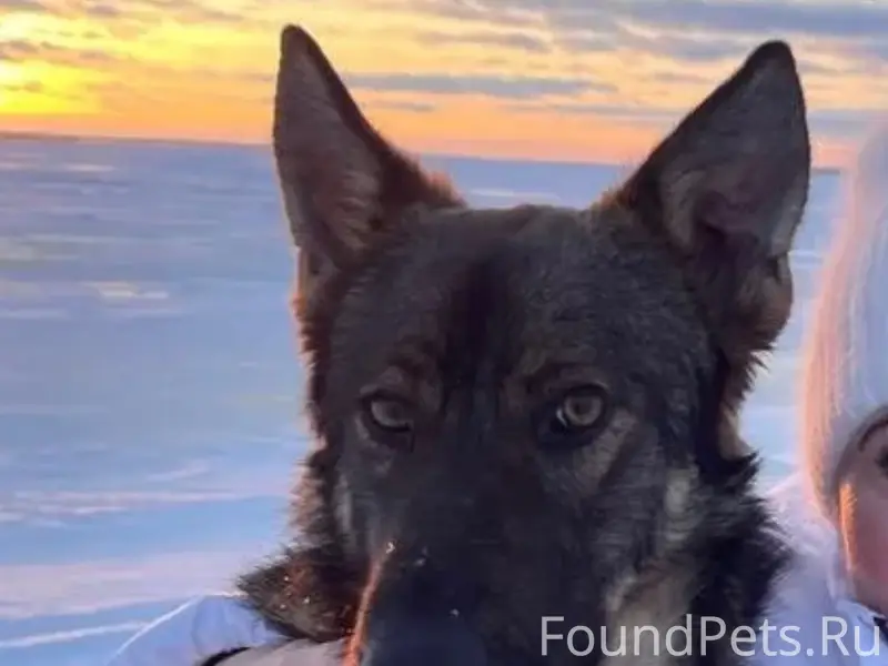 Пропал пёс Малыш