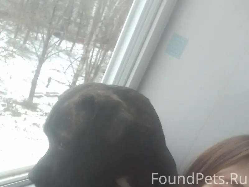 Пропала собака,