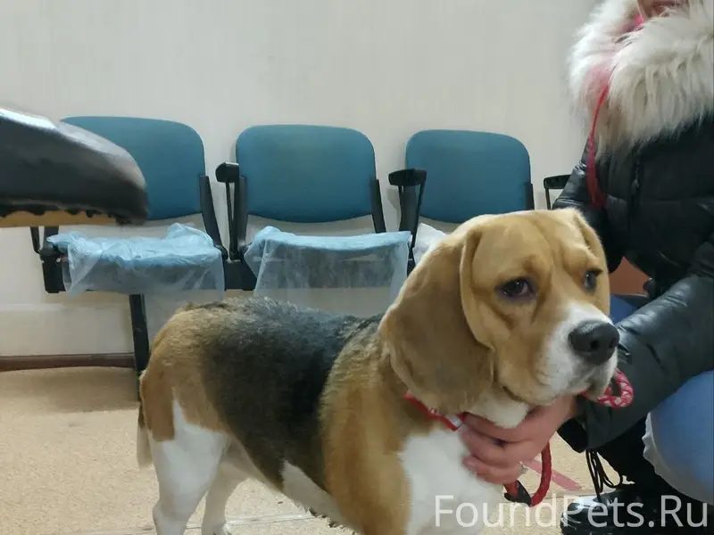 Найдена собака Крастец, 26 Бакинских комиссаров