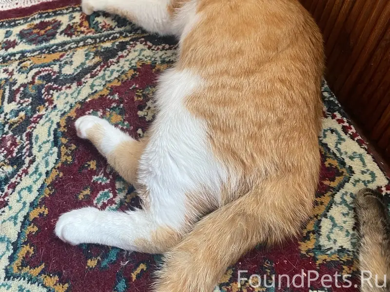 Пропал котёнок