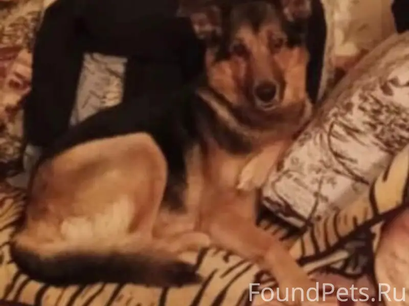 Пропал пёс Ларик, Шафиева — Универмаг, Уфа