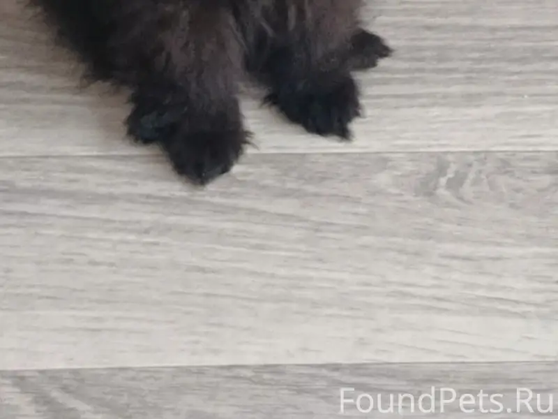 Пропал черный шпиц, район магазина Для вас