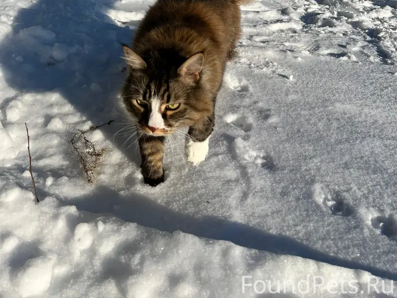 Пропал домашний кот Валерьян, поселок Тарулинна