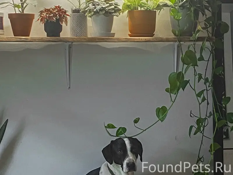 Пропал метис бассета Рич, улица Фрунзе