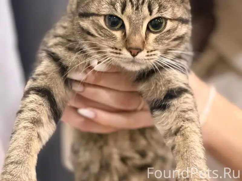 Найдена кошка, около тц Радуга