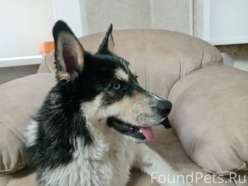 Найден кобель, Ярославль, Брагино