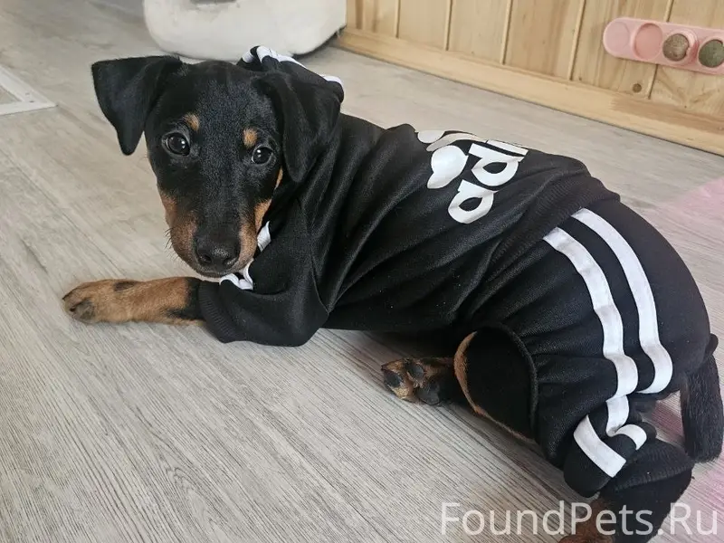 Пропал ягдтерьер Бес, Анисовка