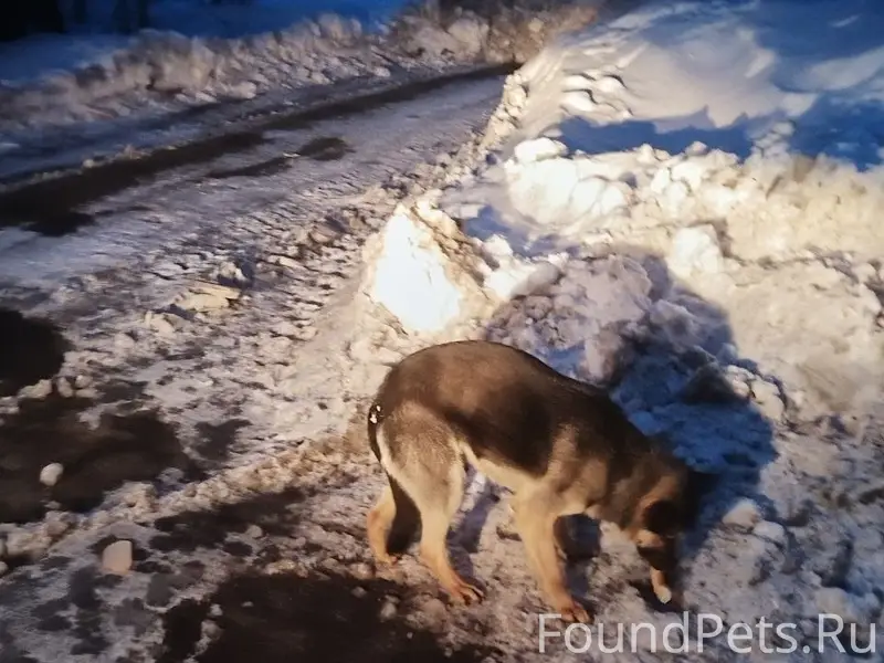 Найден аброшенный пёс, Самарская область