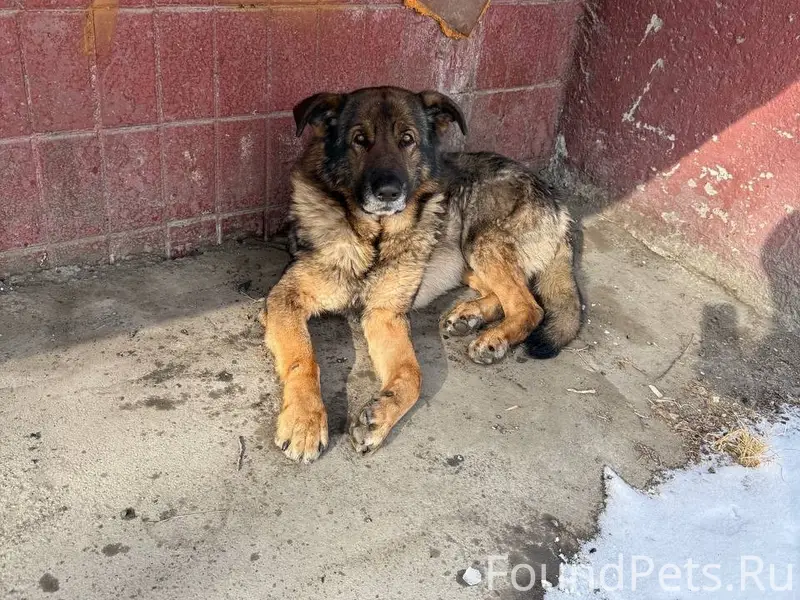 Найден молодой пёс-подросток